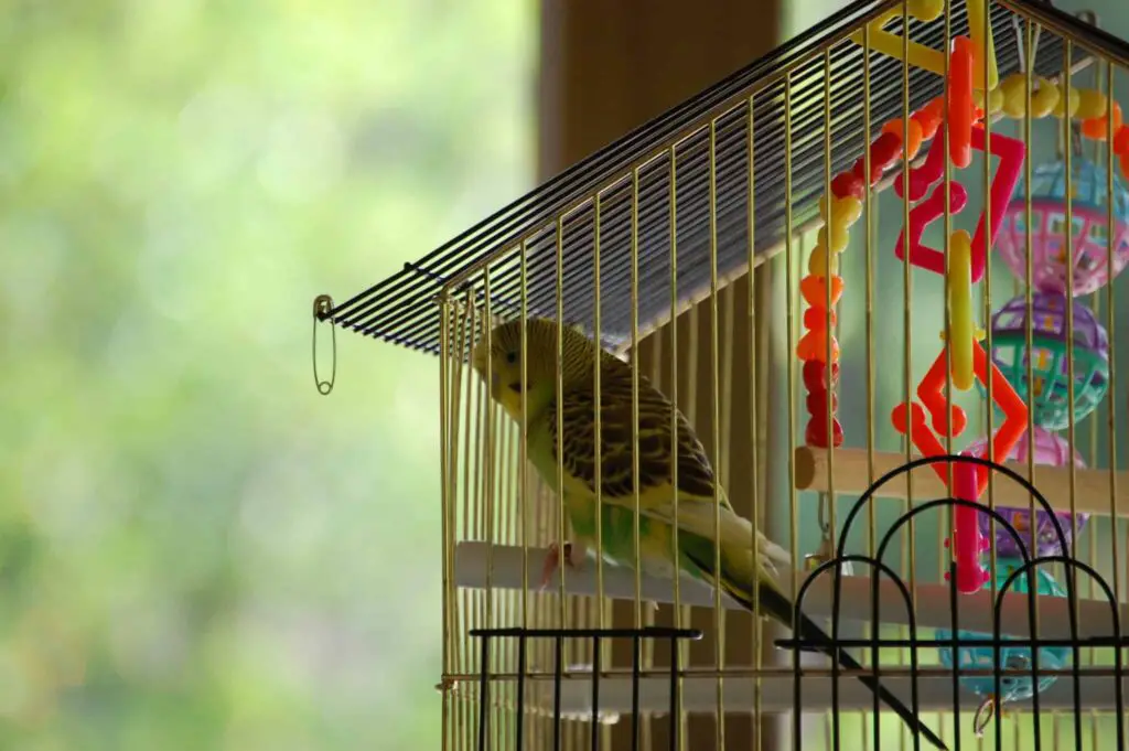 What Do Parakeets Need In Their Cage