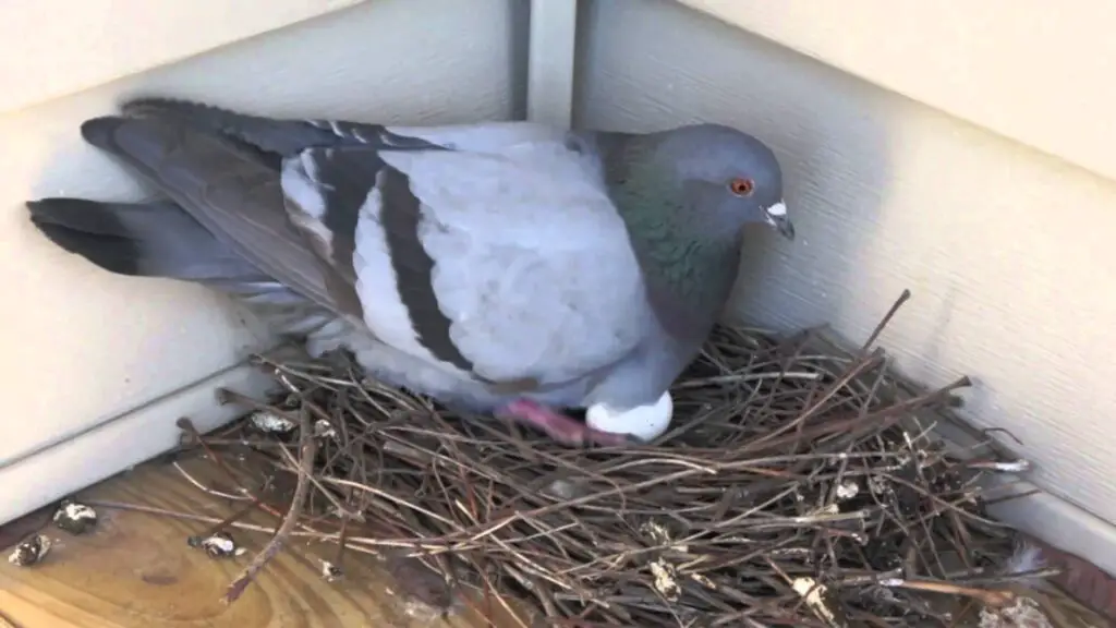 Do Male Pigeons Sit On Eggs