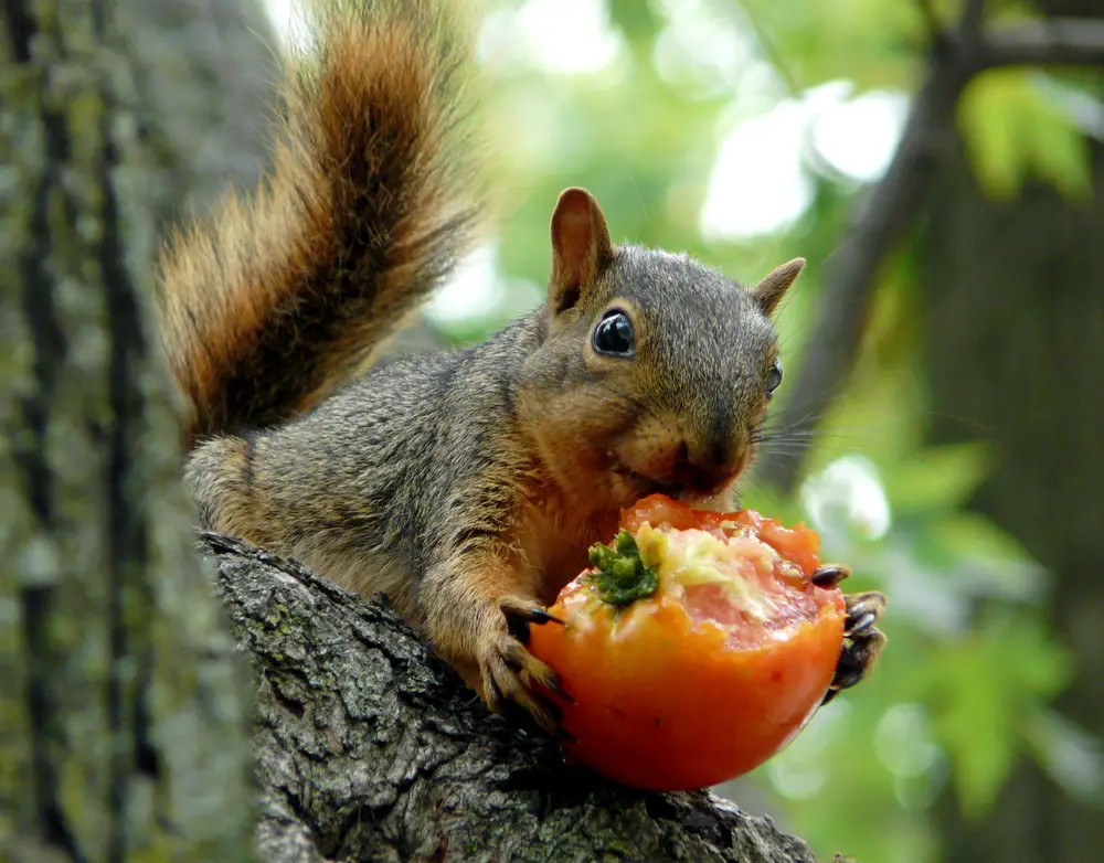 Do Squirrels Eat Tomatoes