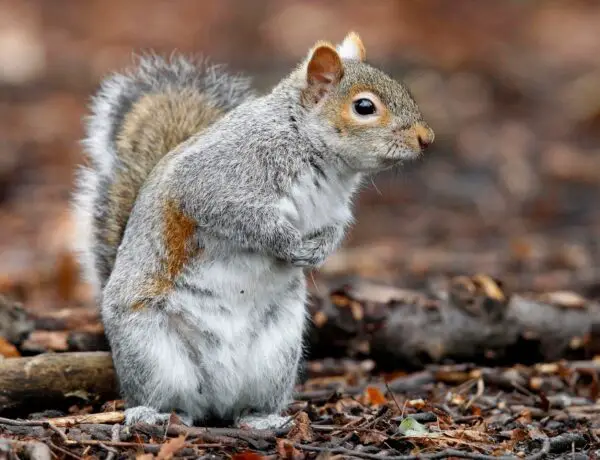 How Long Do Grey Squirrels Live