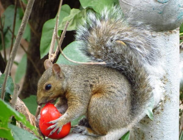 Do Squirrels Eat Tomatoes