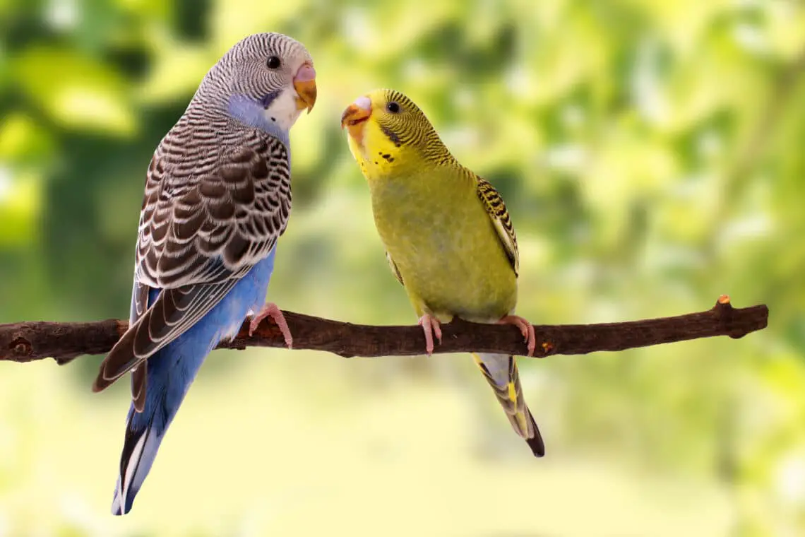 Are Parakeets Friendly