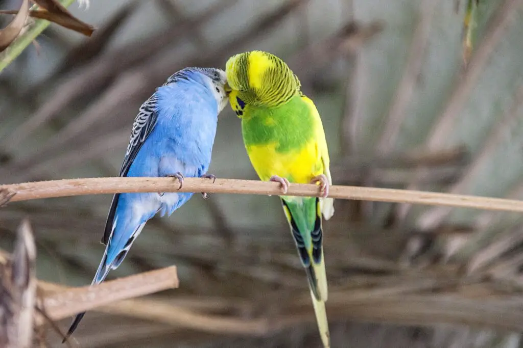Are Parakeets Easy To Take Care Of