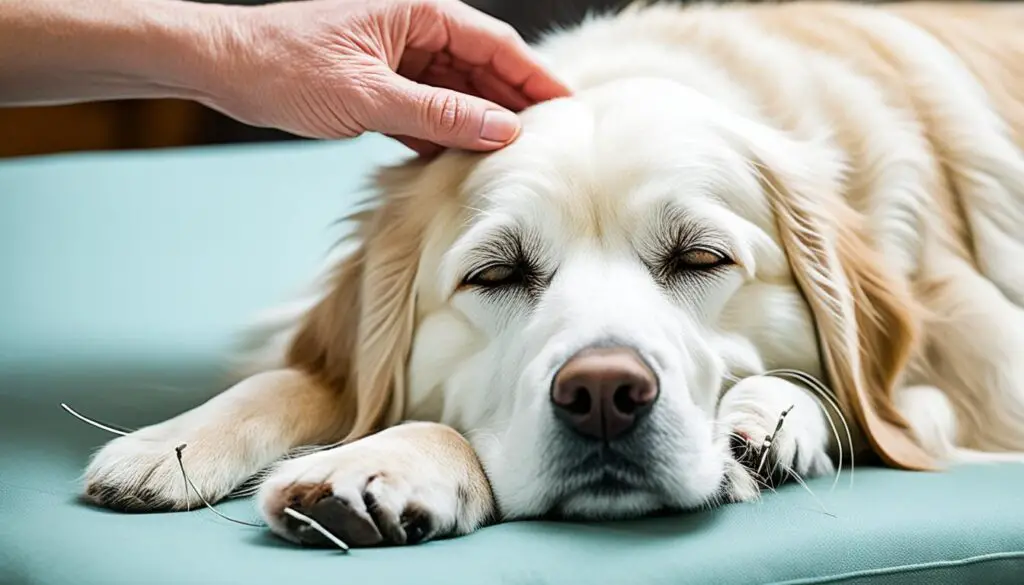 acupuncture for pets